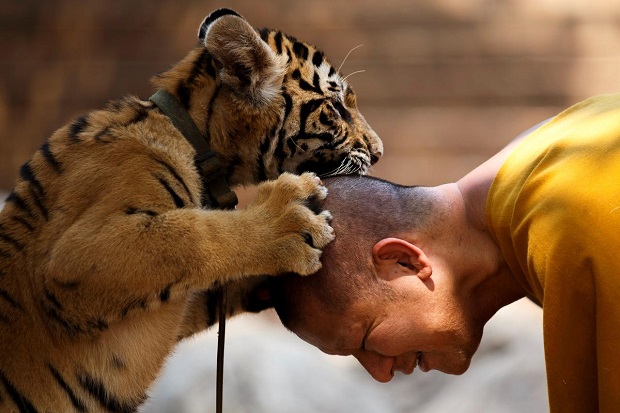 Setelah Disita dari Kuil Terkenal di Thailand, 86 Harimau Malah Mati