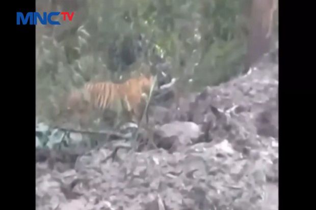 Waduh! Tiga Harimau Masuki Permukiman Warga di Riau
