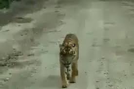 Harimau Kembali Mangsa Ternak Warga di Langkat