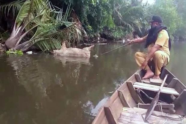 Polisi Buru Pelaku Pembuang Bangkai Babi di Sungai Bederah