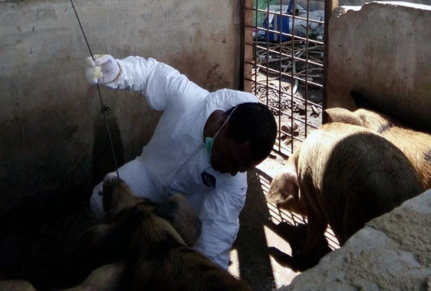 Belum Ditemukan Kasus Virus Hog Cholera di Simalungun