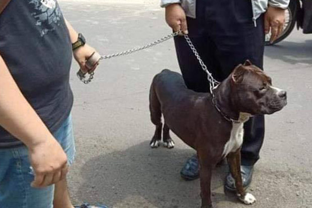 Hajab! Pitbull yang Menyerang Wajah Gadis Belia Jenis Anjing Petarung