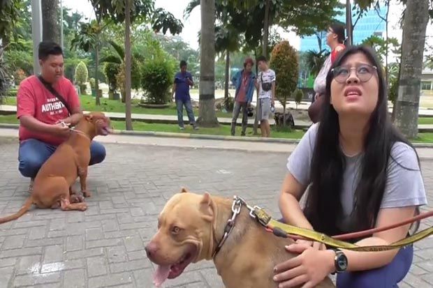 Ini Tanggapan Komunitas Pecinta Anjing Terkait Bocah Perempuan Diserang Pitbull
