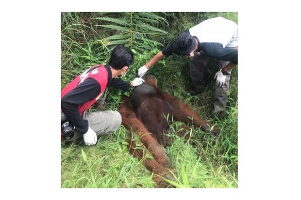 BKSDA Aceh: Ada 24 Peluru Senapan Angin Bersarang dalam Tubuh Seekor Orangutan