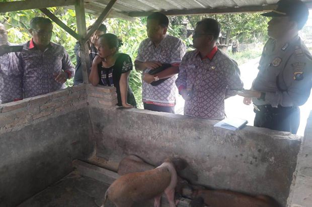 Sejumlah Babi Terindikasi Hog Cholera Ditemukan di Simalungun