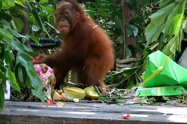 Si Bon-bon Bayi Orangutan Hasil Selundupan Bakal Dilepas di Hutan Sumatera