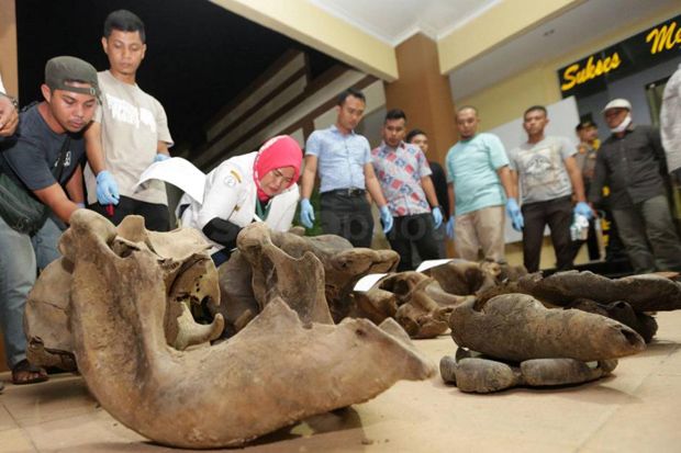 BKSDA Aceh Mengidentifikasi Tulang Gajah Sumatera