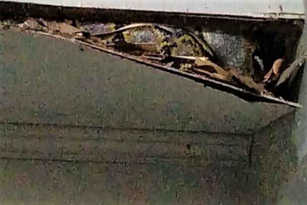 Ular Pyton Panjang 3 Meter Ditemukan di Plafon Rumah Warga Medan