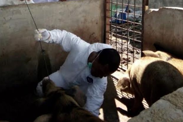 DPRD Sumut Tuding Gubernur Tak Punya Konsep Atasi Kematian Babi