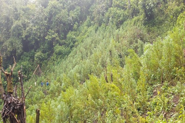 Tim Gabungan  Musnahkan 5 Hektare Ladang Ganja di Gunung Simpang Pahu