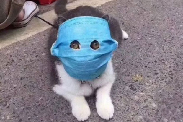 Virus Corona Menyerang Hewan, Kucing dan Anjing di China pun Pakai Masker