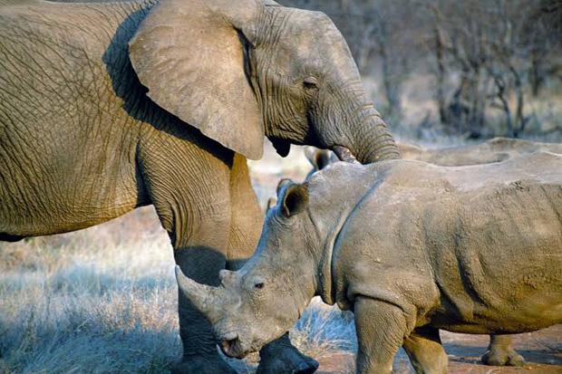 Sinyal Bahaya untuk Bumi, Gajah dan Badak Terancam Punah