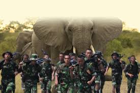 Usir Gajah Liar yang Mengamuk, Prajurit TNI AD Tewas Terinjak