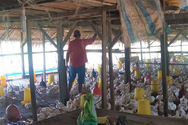 Dampak Covid-19, Harga Jual Ayam di Pasaran Medan Anjlok