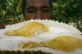 Lezatnya Durian Ginting