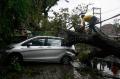 Enam mobil tertimpa pohon tumbang di Malang