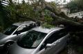Enam mobil tertimpa pohon tumbang di Malang