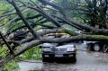 Angin Kencang di Manado Akibatkan Pohon Tumbang