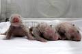 Anak Panda Raksasa Lahir Kembar Tiga di China