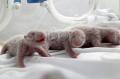 Anak Panda Raksasa Lahir Kembar Tiga di China
