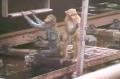 Tersengat Listrik Rel Kereta, Monyet Ini Selamatkan Temannya