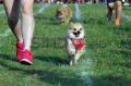 Purina Alpo Dog Run 2015