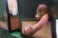 Malaysia Kembalikan Dua Bayi Orangutan ke Indonesia