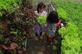Panen Perdana Tanaman Hidroponik Kampung Berkebun