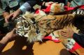 Ditjen Konservasi SDA Amankan Kulit Harimau Kering
