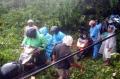 Angin Kencang Sebabkan Pohon Tumbang di Jalur Trans Sulawesi