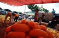 Penjualan Timun Suri di Pasar Induk Kramat Jati Menurun
