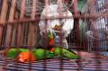 Balai Karantina Pertanian Surabaya Musnahkan Burung Kicau Asal Shanghai