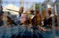 Balai Karantina Pertanian Surabaya Musnahkan Burung Kicau Asal Shanghai