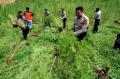Belasan Hektar Ladang Ganja Dimusnahkan di Aceh