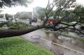 Diterjang Angin Kencang, Pohon di Jalan Boulevard Bintaro Jaya Tumbang