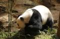 Panda Cai Tao Dapat Hadiah Natal