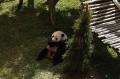Panda Cai Tao Dapat Hadiah Natal