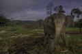 Populasi Gajah Sumatera Menurun Drastis