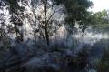 Kebakaran Landa Hutan Konservasi di Dumai