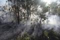 Kebakaran Landa Hutan Konservasi di Dumai
