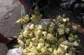 Penjual Bunga dan Kulit Ketupat di Pasar Kordon Bandung Ramai Pembeli
