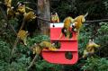 Asim, Harimau Sumatera Dapatkan Kado Natal di Kebun Binatang London