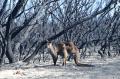 Delapan Juta Hektar Lahan Hangus Akibat Kebakaran di Australia