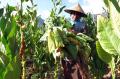 Bertani Tembakau, Warisan Turun-Temurun Masyarakat Tuksongo