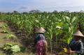 Bertani Tembakau, Warisan Turun-Temurun Masyarakat Tuksongo