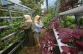 Panen Sayur Organik di Kebun Hidroponik Desa Cicau Cikarang