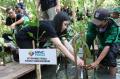 MNC Peduli dan MNC Leasing Tanam 1000 Pohon Mangrove