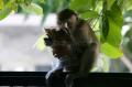 Diduga Kelaparan, Monyet Liar Masuk Perumahan Warga di Surabaya
