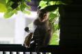Diduga Kelaparan, Monyet Liar Masuk Perumahan Warga di Surabaya